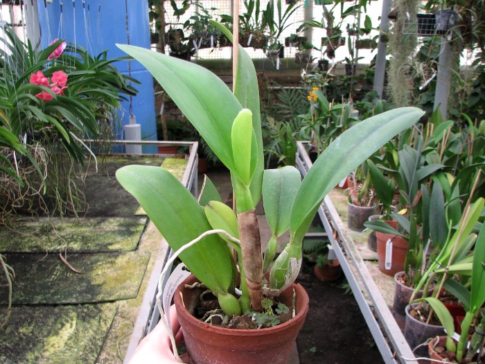 Laeliocattleya Shirayukihime 'M' (Tokyo Magic x Mildred Rives).JPG