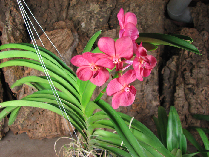 Ascocenda Udomchai Beauty.jpg