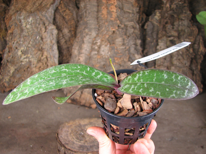 Phalaenopsis stuartiana yellow x sib.jpg