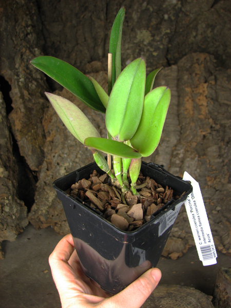 Cattleya warneri coerulea 'Porcina' x Cattleya intermedia flamea coerulea 'Olhos Azuis'.jpg