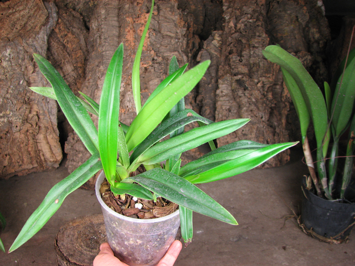 Phragmipedium Eumelia Arias (kovachii x schlimii).jpg