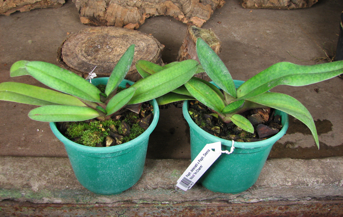 Paphiopedilum delenatii x Paphiopedilum Deena Nicol 'In-Charm'.jpg