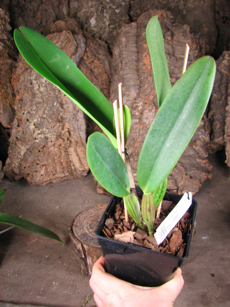 Cattleya labiata alba x Cattleya labiata roxo bispo 'Urbano'.jpg