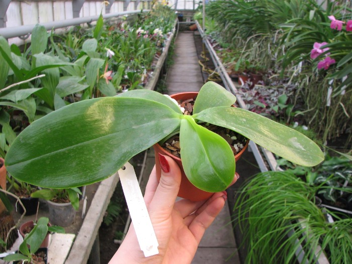 Phalaenopsis Princess Kailuani (violacea x amboinensis).JPG