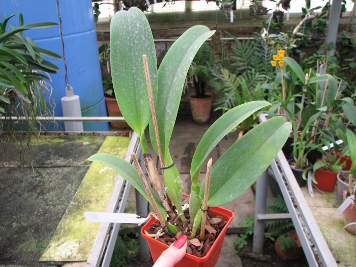 Laeliocattleya Dinard 'Blue Heaven'.JPG