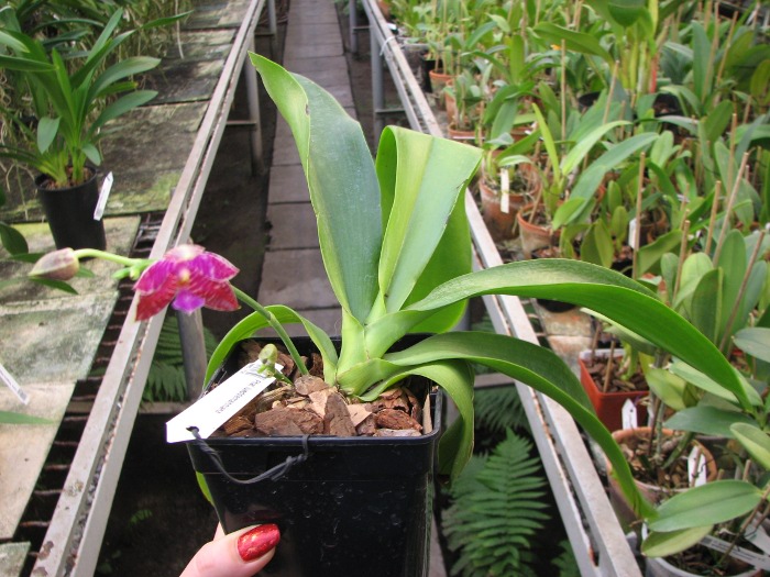 Phalaenopsis lueddemanniana.JPG