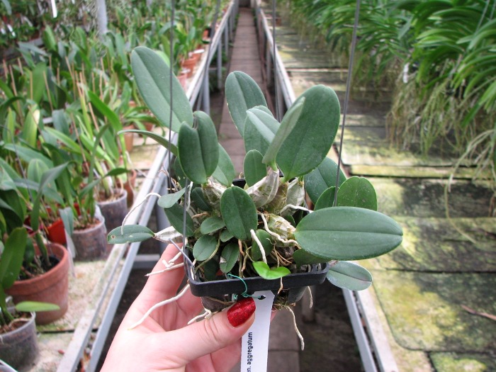 Dendrobium aggregatum.JPG