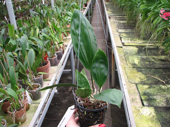 Stanhopea horichiana.JPG