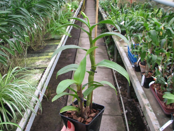 Dendrobium formosum.JPG