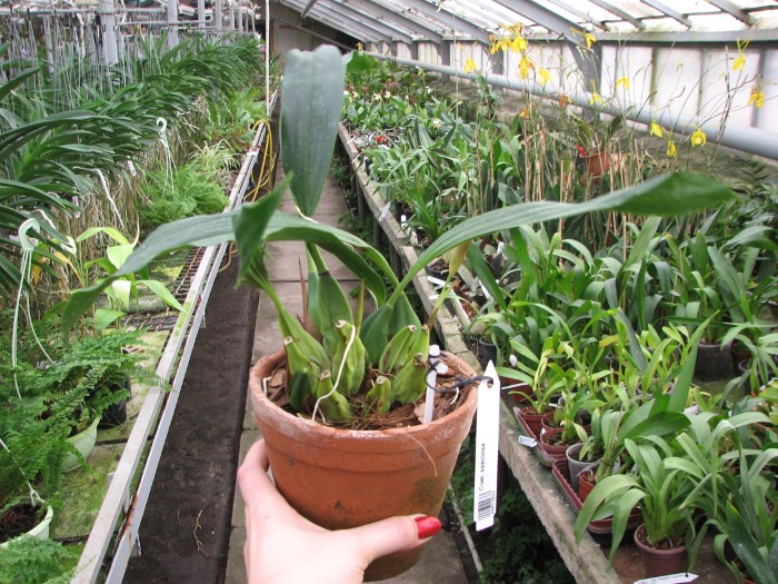 Coelogyne speciosa.JPG