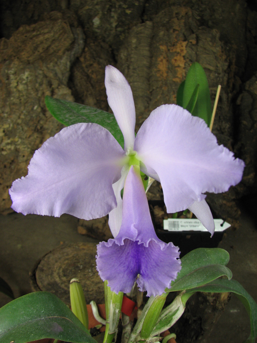 Cattleya labiata coerulea 'Bastiao' x Cattleya labiata coerulea 'Lourival'.jpg