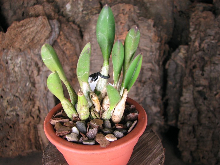 Laelia fournieri.JPG