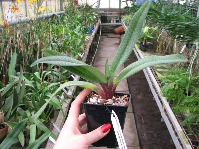 Paphiopedilum Gloria Naugle (rothschildianum x micranthum).JPG
