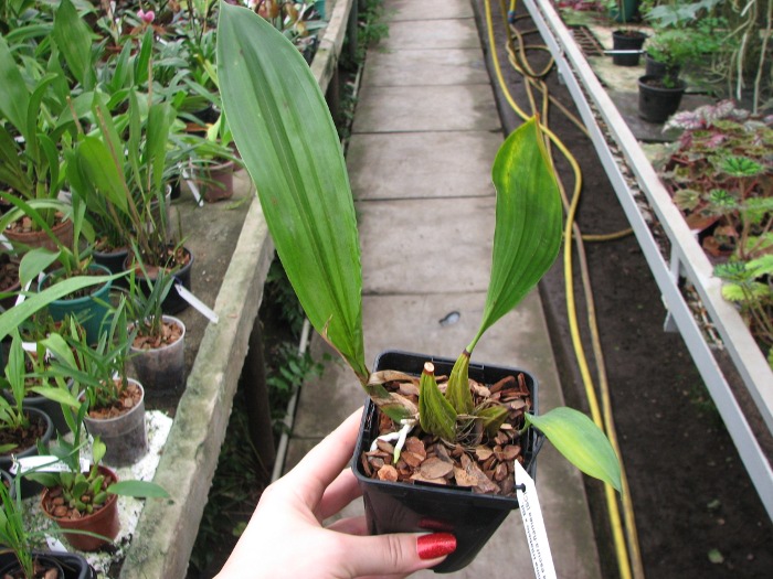 Bifrenaria tyrianthina trilabelo x Bifrenaria tyrianthina escura-flamea (SC).JPG