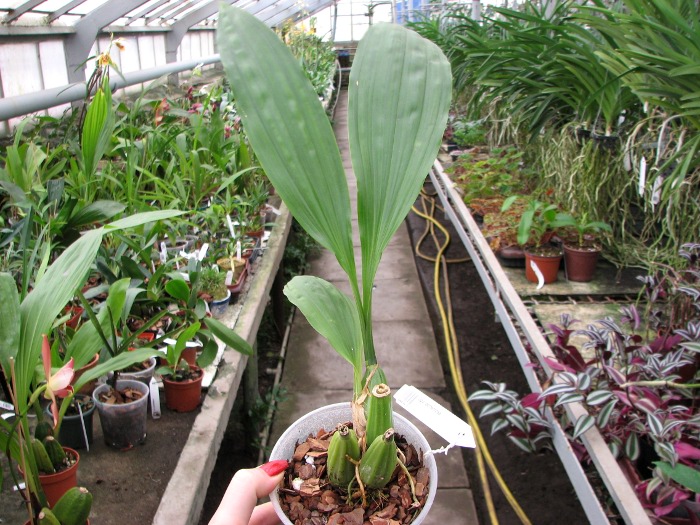 Gongora portentosa.JPG