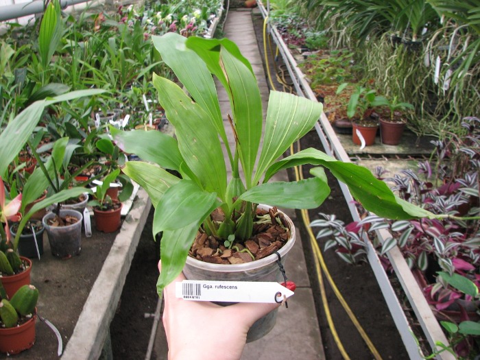 Gongora rufescens.JPG