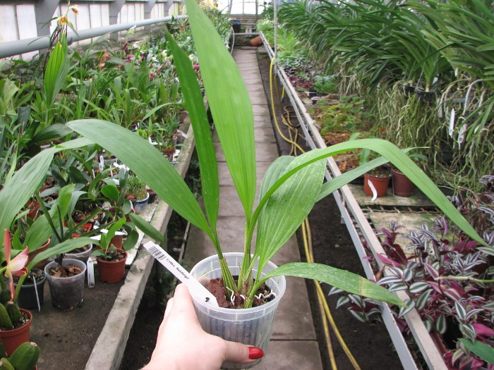 Coryanthes fieldingii.JPG