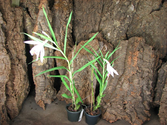 Thunia venosa.JPG