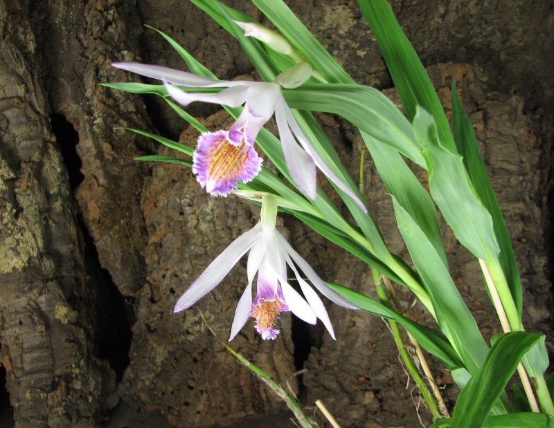 Thunia venosa .JPG