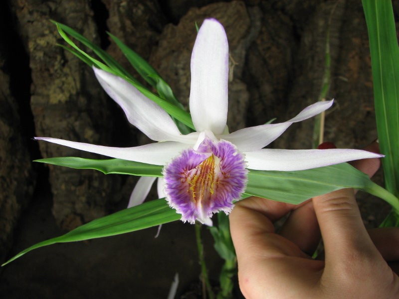 Thunia venosa.JPG