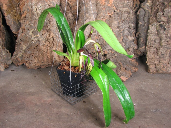 Paphiopedilum sanderianum 'Hsiao' x sibling 'Shin-Yi' .JPG