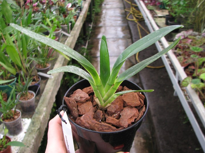 Angraecum magdalenae.JPG