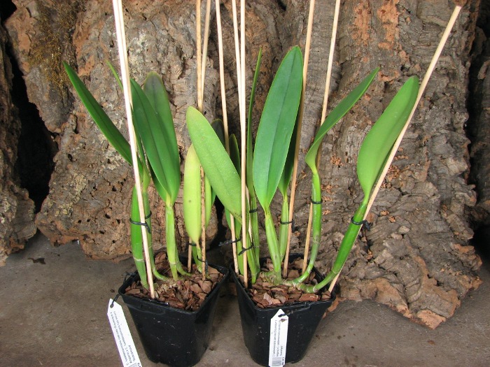 Cattleya lueddemanniana coerulea (Siquesique x Amparo) x Cattleya lueddemanniana tipo escura 'Guacamuco'.JPG
