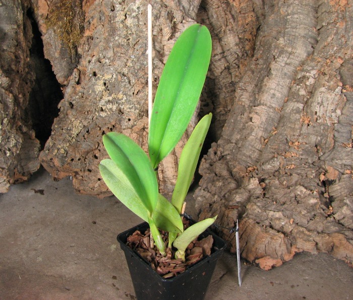 Cattleya dowiana x SELF.JPG