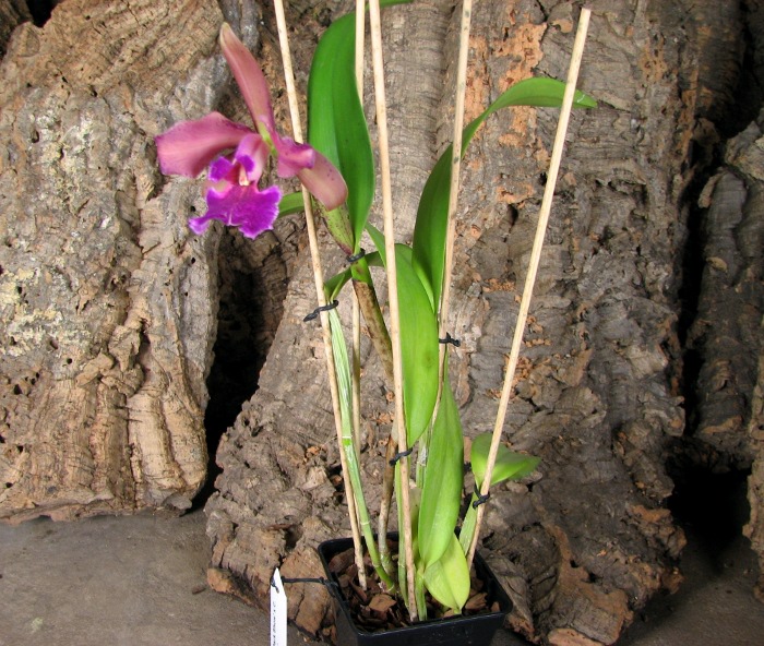 Cattleya leopoldii 'Dark Show' x Cattleya aurea 'Uraba-A'.JPG