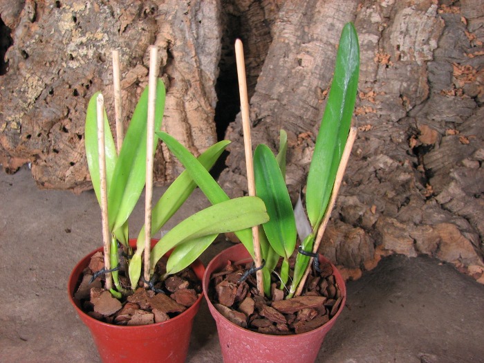 Laelia grandis aurea 'Monte Pascoal' x self.JPG
