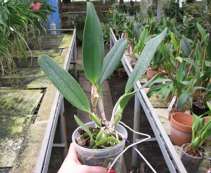 Brassolaeliocattleya Alma Kee 'Tipmalee'.JPG