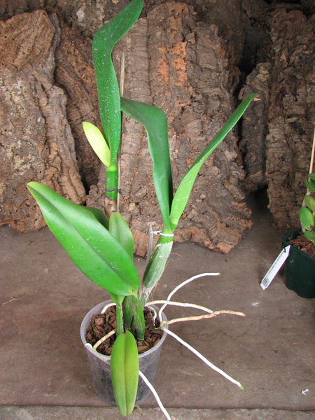 Potinara Chief Sweet Orange 'Sweet Orange'.jpg