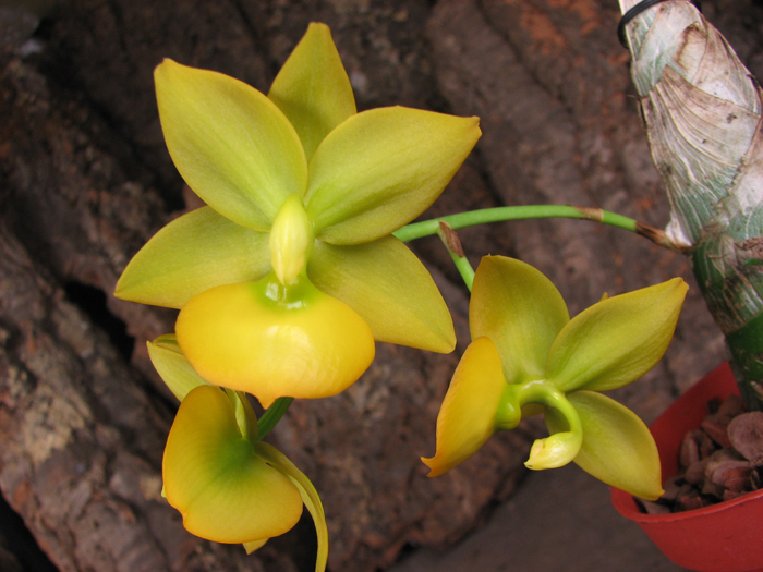 Cycnodes Taiwan Gold 'GC'.jpg