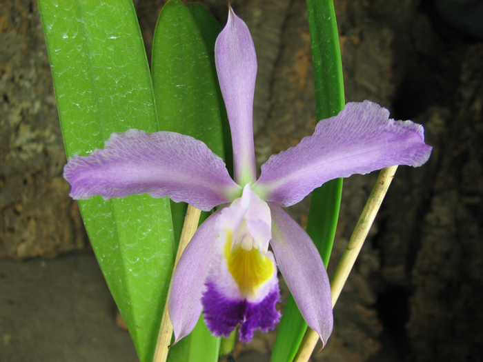 Cattleya eldorado concolor punctata 'Bela' x SELF.jpg
