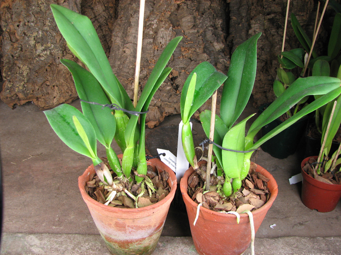 Rhyncholaeliocattleya Always Dream 'Volcano Queen'.jpg