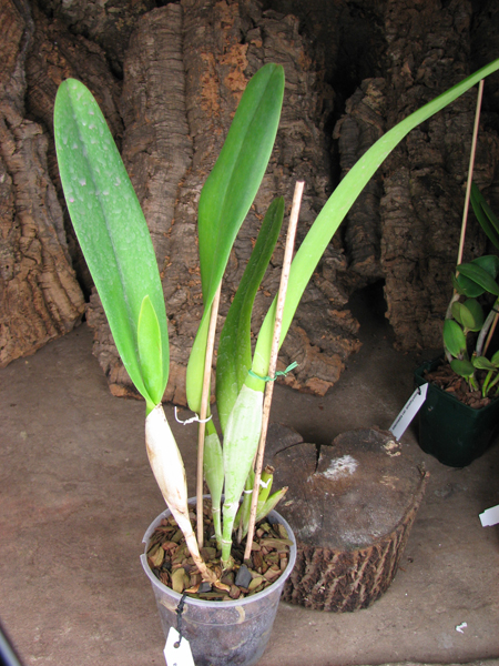 Laeliocattleya Canhamiana semi-alba.jpg