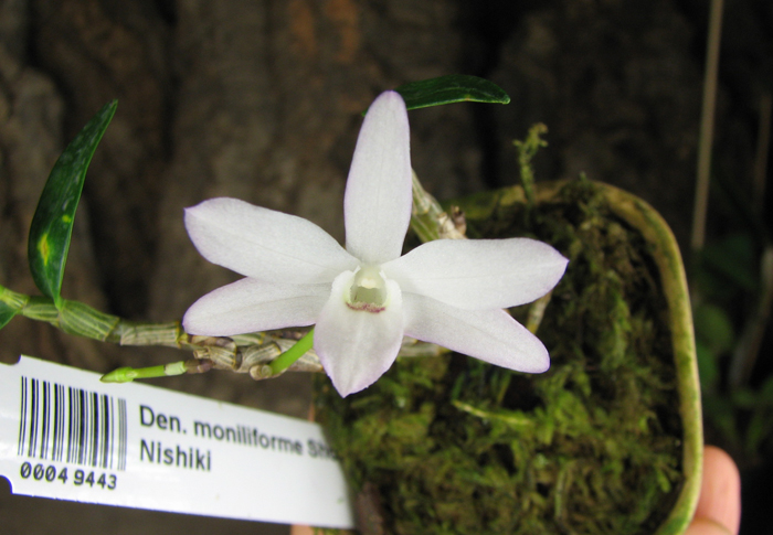 Dendrobium moniliforme Shokkou Nishiki.jpg