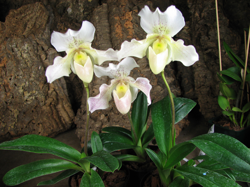 Paphiopedilum Rosy Dawn.jpg