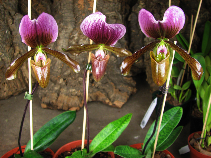 Paphiopedilum Ruby Leopard Vini x charlesworthii.jpg