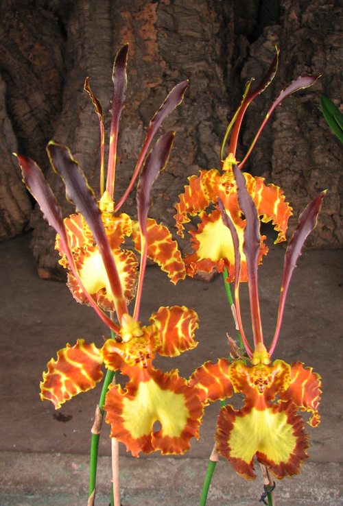 Psychopsis Kalihii 'Big'.jpg