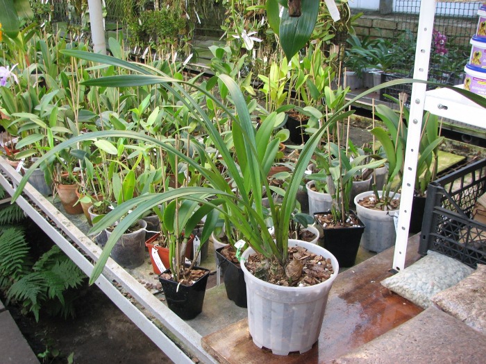 Cymbidium Fire Storm 'Blaze'.JPG