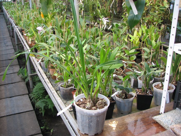 Cymbidium Hazel Fay 'Tangerine'.JPG