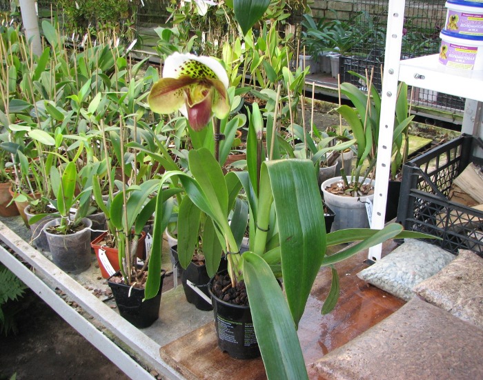 Paphiopedilum Morgana Spots x Mingo.JPG