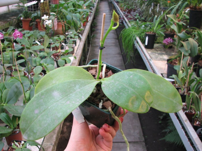Phalaenopsis Penang Girl.JPG