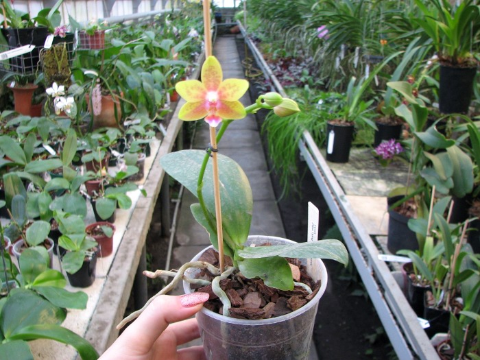 Doritaenopsis Tying Shing Phoenix.JPG
