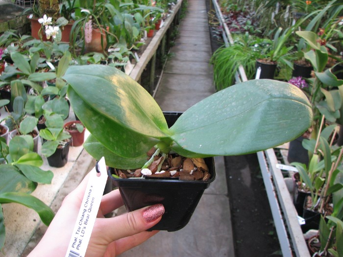 Phalaenopsis Tzu Chiang Chrisna x Phalaenopsis LD's Bear Queen.JPG