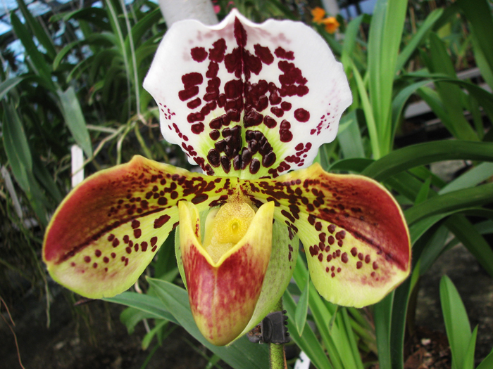 Paphiopedilum Shining World x Small World x Surveyor.jpg