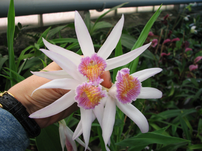 Thunia venosa.jpg