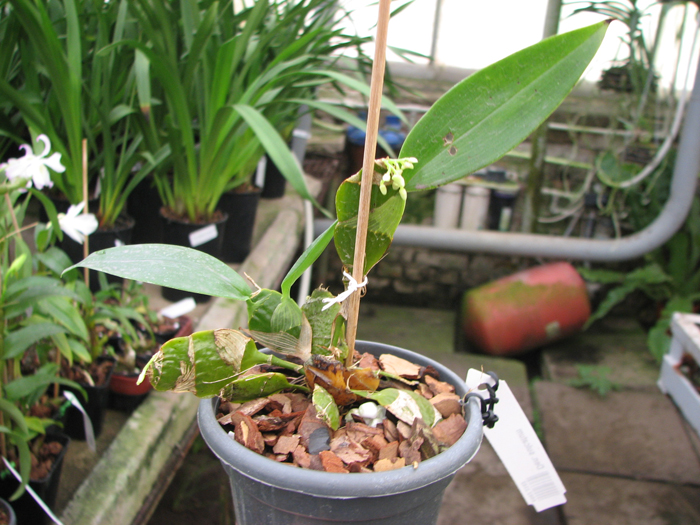 Dendrobium platycaulon.jpg