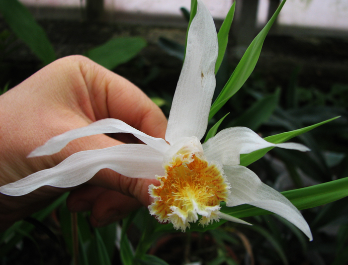 Thunia marshalliana.jpg